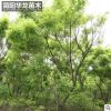 簡陽苗圃供應(yīng)黃金槐 園林綠化樹木 行道街道樹木高成活黃金槐批發(fā)