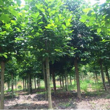 白玉蘭樹苗批發行道風景樹 園林綠化苗木白玉蘭苗 庭院觀賞