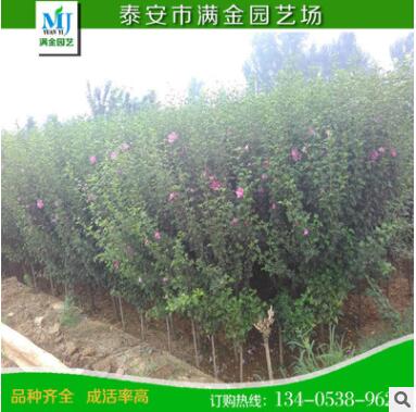 山東泰安木槿小苗 大量批發(fā)優(yōu)質2公分木槿