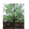 喬木銀杏 銀杏樹 銀杏盆景等綠化苗木