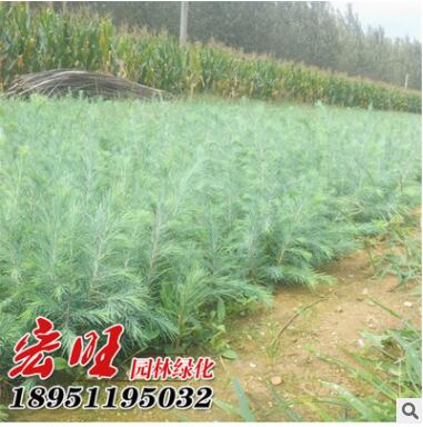 耐寒常青園林綠化樹苗雪松苗 雪松綠化苗工程苗基地