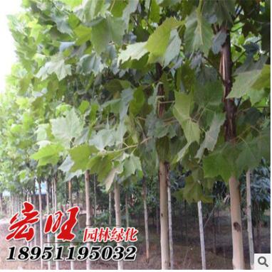 產地批發優質法桐樹苗 工程綠化苗木法桐 法桐小苗