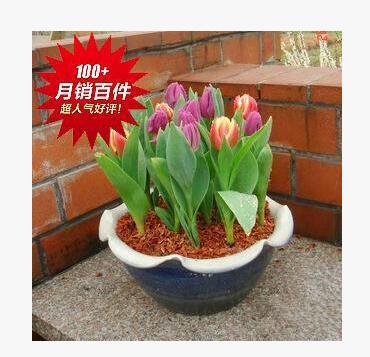 郁金香 種球 金香球根 郁金香大球