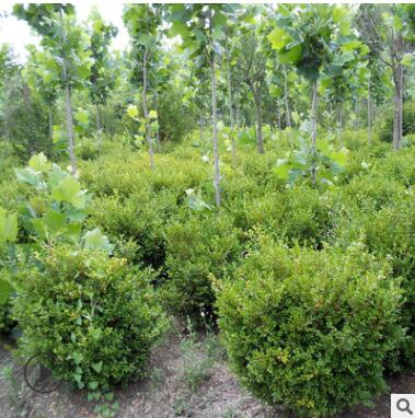 基地直銷綠化工程苗木 瓜子黃楊樹苗 小葉黃楊球小苗