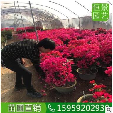 三角梅 （高度1米）苗圃苗木 小苗勒杜鵑盆栽基地 重瓣三角梅