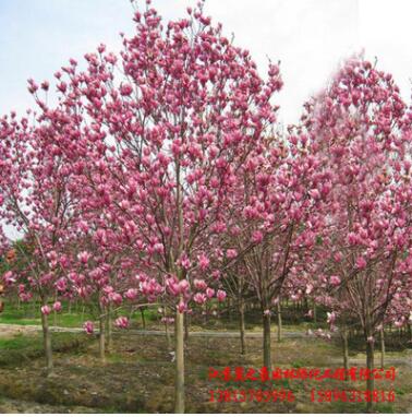 批發優質紫玉蘭苗 園林綠化工程苗木 公園觀賞花卉 嫁接玉蘭樹苗