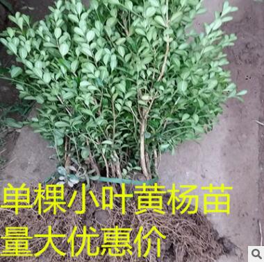 批發小葉黃楊苗 瓜子黃楊球大葉黃楊苗