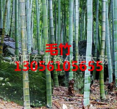 批發毛竹 工程苗青竹 金香玉竹 紫竹 毛竹小苗 楠竹