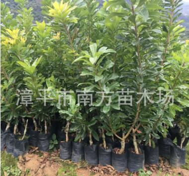 出售果樹苗木嫁接硬絲楊梅苗 安海早生楊苗