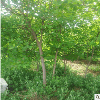 黃櫨樹苗批發工程綠化苗木美國黃櫨 庭院園林綠化苗木 規格齊全