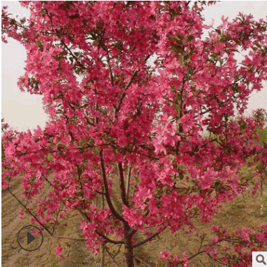 基地直銷北美海棠系列 絢麗海棠 海棠苗 園林綠化苗木 規(guī)格齊全