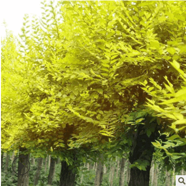 基地供應金葉榆 金葉垂榆 高嫁接 矮嫁接 金葉垂榆小苗 規(guī)格齊全