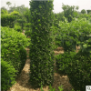 基地長期供應優質大葉黃楊柱 工程綠化大葉黃楊柱 綠籬灌木價格優
