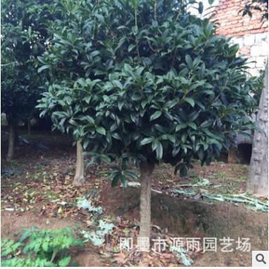 批發精品嫁接青島即墨嶗山桂花 種類齊全 成活率高