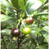 福建水果樹批發 廣東櫻桃樹基地 云南芭樂樹價格