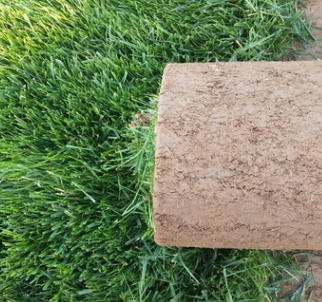 周口草坪種植，河南優質草坪批發，鄭州綠化草皮環境凈化空氣