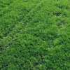 河北欒城麗潤草坪基地大面積出售中華結縷草坪