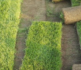 綠化專用早熟禾草坪