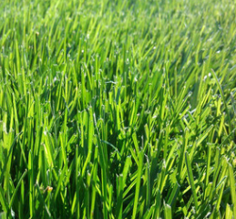 供應高羊茅草坪草皮