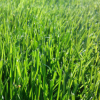 供應高羊茅草坪草皮