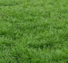 供應優良玉龍草 矮麥冬 麥冬草，及各品種草坪 闊葉麥冬