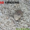 大顆粒珍珠巖大包 持水疏松透氣扦插保溫材料泥炭土蛭石多肉80L