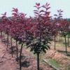 基地種植紅葉李樹