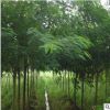 合歡樹(shù)苗合歡小苗絨花樹(shù)苗芙蓉花樹(shù)苗庭院盆栽合歡樹(shù)苗綠化工程苗