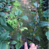 產地批發(fā) 扦插小苗 名貴茶花皺葉奇花 3年苗30-35高多枝條