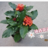 直銷批發龍船花 英丹、仙丹花、百日紅、水繡球 室內精品盆栽