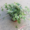 基地批發(fā)銀邊/花葉常春藤 盆栽花卉 凈化空氣植物 草本花卉常春藤