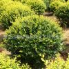 工程綠化苗木 金葉女貞球色塊綠籬植物 金葉女貞球樹苗規(guī)格齊全