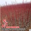 批發(fā)紅瑞木綠化苗 觀賞價值高 庭院工程 耐寒植物 園林綠化植物