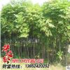 工程園林綠化 基地直銷欒樹植物 黃山欒樹 綠化行道樹 量大價優