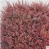 基地直銷紅葉小檗球紅葉小檗四季常青庭院綠化陽臺庭院 規格齊全