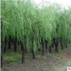 基地批發 黃金柳園林苗木 金絲垂柳常綠喬木 垂柳小樹 柳樹枝條