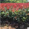 產地直供工程綠化苗 紅葉石楠小苗 庭院種植石楠苗規格齊全價格優