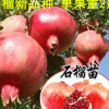 突尼斯軟籽石榴樹苗四季紅石榴苗水晶無籽南方北方種植當(dāng)年結(jié)果