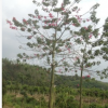 場地直銷美人樹、美麗異木棉漳州青皮木棉地苗和袋苗物美價廉