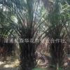 福建布迪椰子報價布迪椰子基地直銷(桿高0.2M-2M)頭頸20CM-50CM