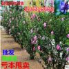 批發(fā)木槿樹苗 木槿小苗 木槿苗 盆栽庭院 綠籬南北方種植重瓣大花