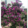 三角梅自產自銷 大量批發多種花色勒杜鵑 福建漳州三角梅基地