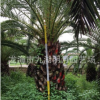 加拿利海棗報價 海藻價格 桿高30~350cm 地徑30~80cm 基地直銷