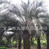 【園林綠化】布迪椰子 耐寒植物 頭徑30~40cm 桿高1~3米 基地直銷