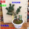 批發(fā) 五針松樹苗 五針松苗 五針松小苗 做造型 盆景 五針松盆栽苗