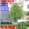 批發(fā)龍爪槐小苗 嫁接苗國槐大樹黃金槐樹 庭院樹苗垂槐雨傘樹盆栽