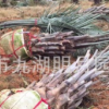精品布迪椰子 頭徑30~40cm 桿高1~3米 耐寒植物 福建基地直銷
