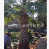 福建老人葵（華棕）桿高2m-8m 40~60cm 老人葵價格 基地批發直銷
