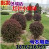 批發紅葉小檗球 供應紅葉小檗盆栽球 金品球 紫葉小波基地直銷