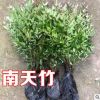南天竹綠化苗木批發庭院植物綠化南天竹 天竺 南天竺 紅天竹盆栽